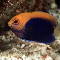Flameback Angelfish