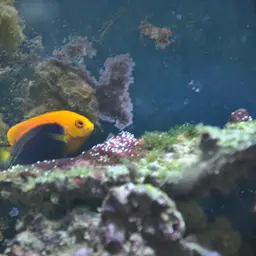Flameback Angelfish, photo 2