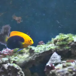 Flameback Angelfish, photo 3