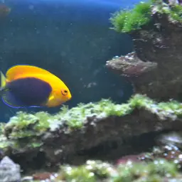 Flameback Angelfish, photo 4