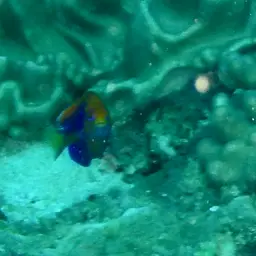Flameback Angelfish, photo 5