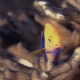 Flameback Angelfish, photo 6