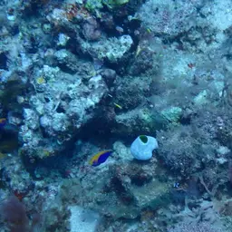 Flameback Angelfish, photo 7