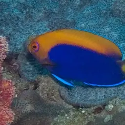 Flameback Angelfish, photo 8