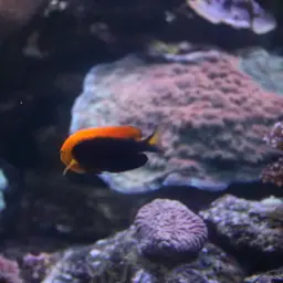 Flameback Angelfish, photo 9