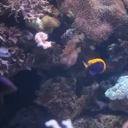 Flameback Angelfish, photo 10