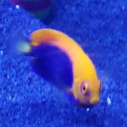 Flameback Angelfish, photo 11