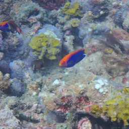Flameback Angelfish, photo 12