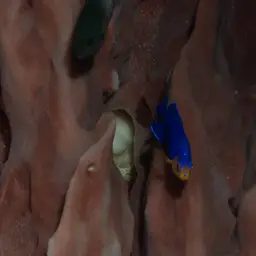 Cherub Angelfish, photo 3