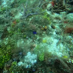 Cherub Angelfish, photo 4