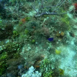Cherub Angelfish, photo 5
