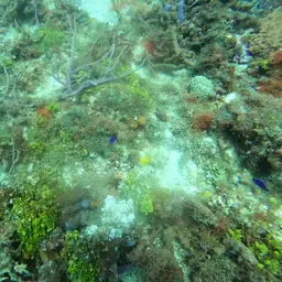 Cherub Angelfish, photo 6
