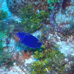 Cherub Angelfish, photo 7
