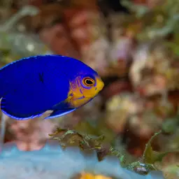 Cherub Angelfish, photo 8