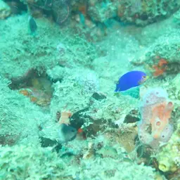 Cherub Angelfish, photo 9