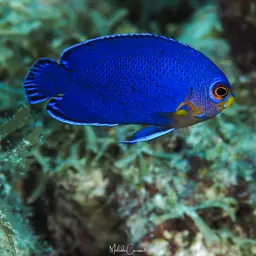 Cherub Angelfish, photo 10