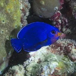 Cherub Angelfish, photo 11