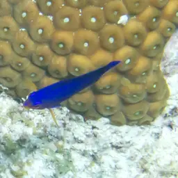 Cherub Angelfish, photo 12