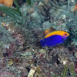 Flameback Angelfish