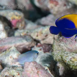 Flameback Angelfish, photo 2