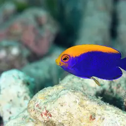 Flameback Angelfish, photo 3