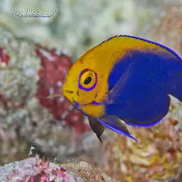 Flameback Angelfish, photo 4