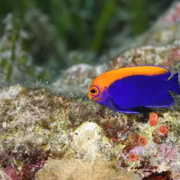 Flameback Angelfish, photo 6
