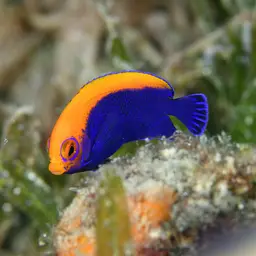 Flameback Angelfish, photo 7