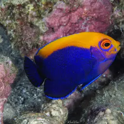 Flameback Angelfish, photo 8