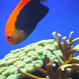Flameback Angelfish, photo 9