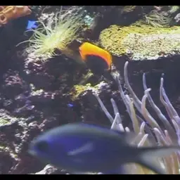Flameback Angelfish, photo 11