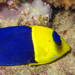 Bicolor Angelfish