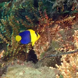 Bicolor Angelfish, photo 2