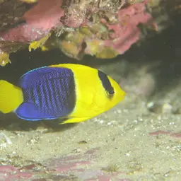 Bicolor Angelfish, photo 3