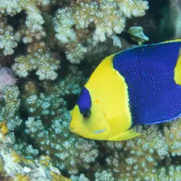Bicolor Angelfish, photo 4