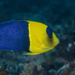 Bicolor Angelfish, photo 5