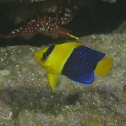 Bicolor Angelfish, photo 6