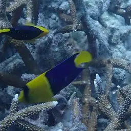 Bicolor Angelfish, photo 7