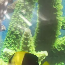 Bicolor Angelfish, photo 8