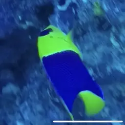 Bicolor Angelfish, photo 9