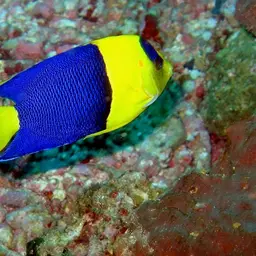 Bicolor Angelfish, photo 10