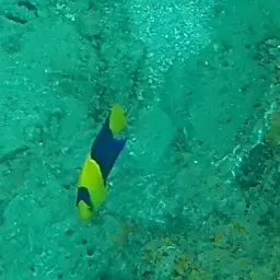 Bicolor Angelfish, photo 11