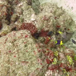 Bicolor Angelfish, photo 12