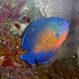 Coral Beauty Angelfish