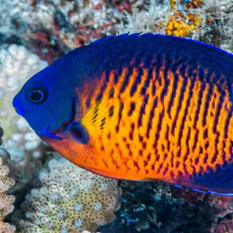 Coral Beauty Angelfish, photo 2