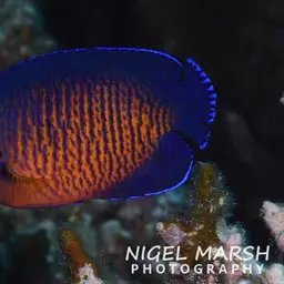 Coral Beauty Angelfish, photo 3