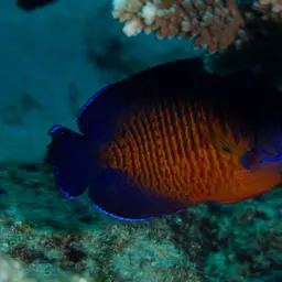 Coral Beauty Angelfish, photo 4