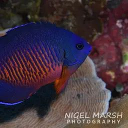 Coral Beauty Angelfish, photo 5