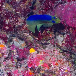 Coral Beauty Angelfish, photo 6