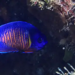Coral Beauty Angelfish, photo 7